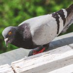 Siatka na balkon przeciw gołębiom - skuteczne zabezpieczenie przed ptakami