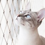 Siatka balkonowa dla kota – ochrona pupila przed wypadnięciem