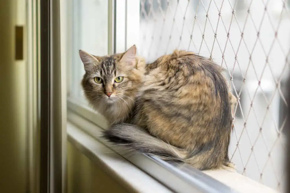 Zabezpieczenie okien przed kotem – siatka ochronna na okno