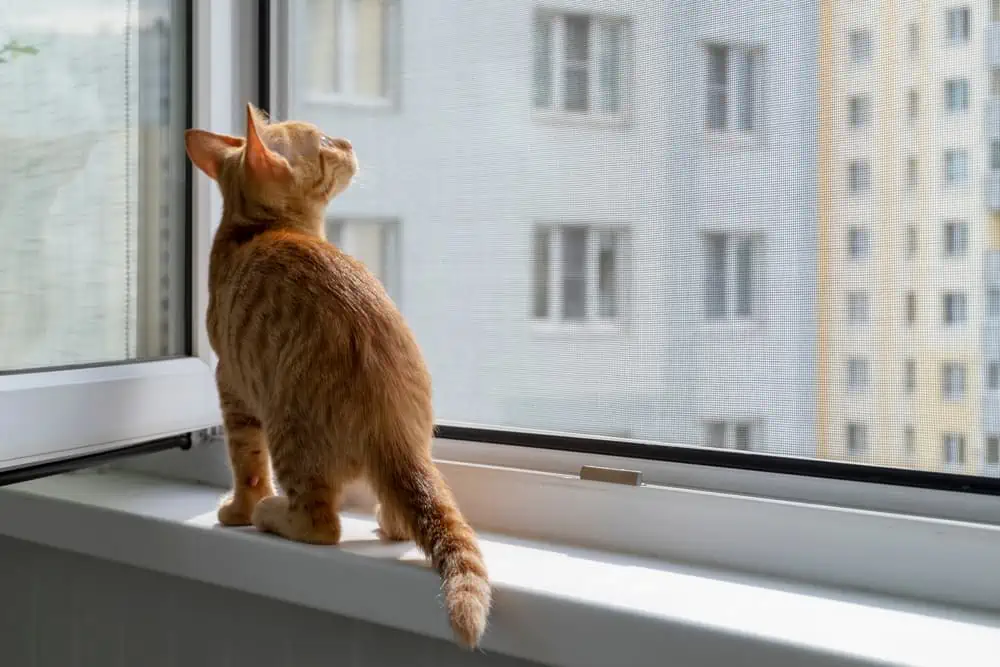 Zabezpieczenie okien przed kotem w postaci moskitiery