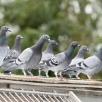 Woliera dla gołębi – jak wybrać siatkę i ile kosztuje montaż?