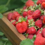 Siatki na plantację truskawek, borówek i agrestu – zabezpieczenie owoców