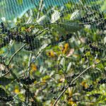 Siatka na plantację śliwek – skuteczna ochrona owoców