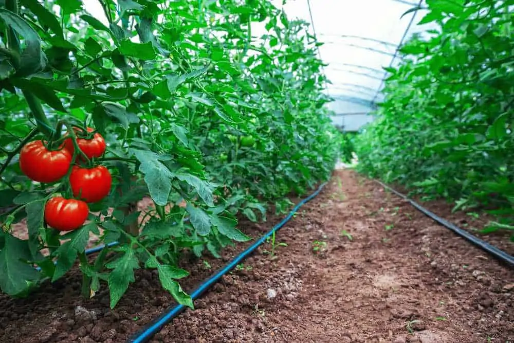 Hodowla pomidorów w tunelu ogrodowym może dać znacznie większe plony.