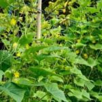 Siatka do ogórków – porady ogrodnicze